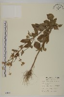 霍香薊藏品圖，第1張