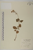 霍香薊藏品圖，第1張