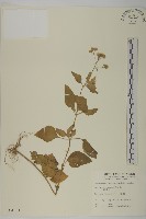 霍香薊藏品圖，第1張