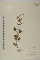 霍香薊藏品圖，第1張