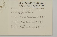 霍香薊藏品圖，第2張