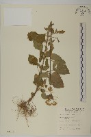 霍香薊藏品圖，第1張