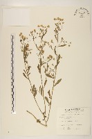 加拿大蓬藏品圖，第1張