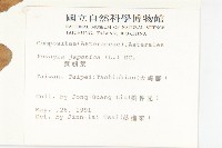 黃鵪菜藏品圖，第2張