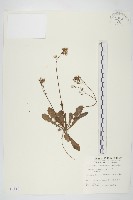 黃鵪菜藏品圖，第1張