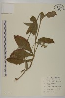 地膽草、毛蓮菜藏品圖，第1張