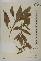 地膽草、毛蓮菜藏品圖，第1張