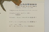 地膽草、毛蓮菜藏品圖，第2張