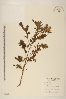 飛機草藏品圖，第1張