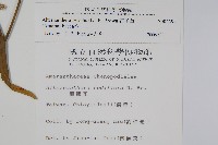 蓮子草藏品圖，第2張