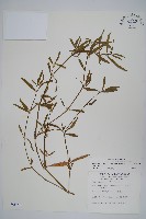 蓮子草藏品圖，第1張