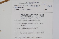 蓮子草藏品圖，第2張