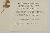 荷蓮豆草、菁芳草藏品圖，第2張