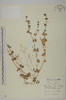 荷蓮豆草、菁芳草藏品圖，第1張