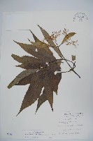 冇骨消藏品圖，第1張