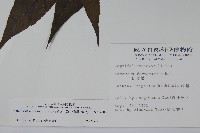 冇骨消藏品圖，第2張