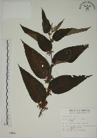 山黃麻藏品圖，第1張