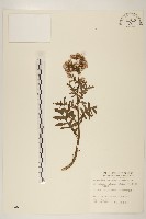 飛機草藏品圖，第1張