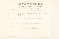 飛機草藏品圖，第2張