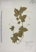 毛西番蓮藏品圖，第1張