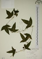 三角葉西番蓮藏品圖，第1張