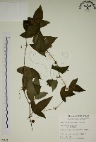 三角葉西番蓮藏品圖，第1張