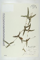 變葉馬交兒藏品圖，第1張