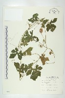 木鱉子藏品圖，第1張