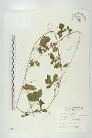 木鱉子藏品圖，第1張