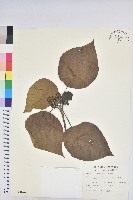 血桐藏品圖，第1張