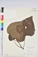 野桐藏品圖，第1張