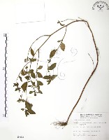 克非亞草藏品圖，第1張