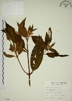 野牡丹藏品圖，第1張