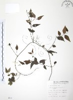 山素英藏品圖，第1張