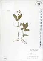 火炭母草、清飯藤藏品圖，第1張