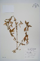 蓮子草藏品圖，第1張