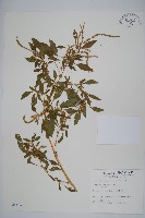 刺莧藏品圖，第1張