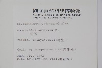 刺莧藏品圖，第2張