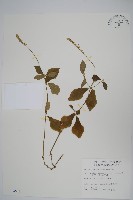 假川牛膝藏品圖，第1張