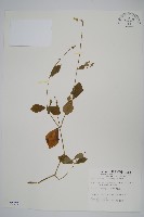 假川牛膝藏品圖，第1張