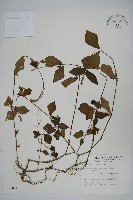 牛膝藏品圖，第1張