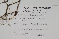 牛膝藏品圖，第2張