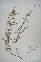 蓮子草藏品圖，第1張