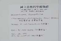 空心蓮子草藏品圖，第2張