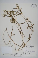 蓮子草藏品圖，第1張