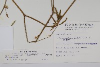 蓮子草藏品圖，第2張