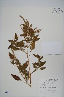 刺莧藏品圖，第1張