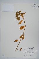 空心蓮子草藏品圖，第1張