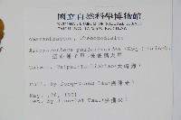 空心蓮子草藏品圖，第2張