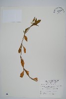 空心蓮子草藏品圖，第1張